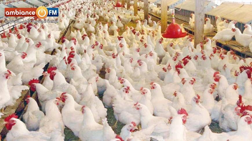 وزارة الفلاحة تحذّر من انتشار انفلونزا الطيور