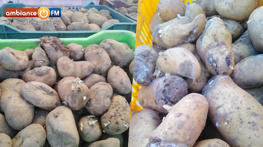 الجم : حجز 1500 كلغ من البطاطا الفاسدة